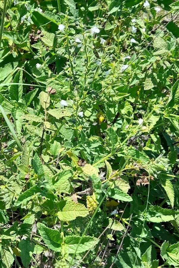 Lepechinia floribunda habit