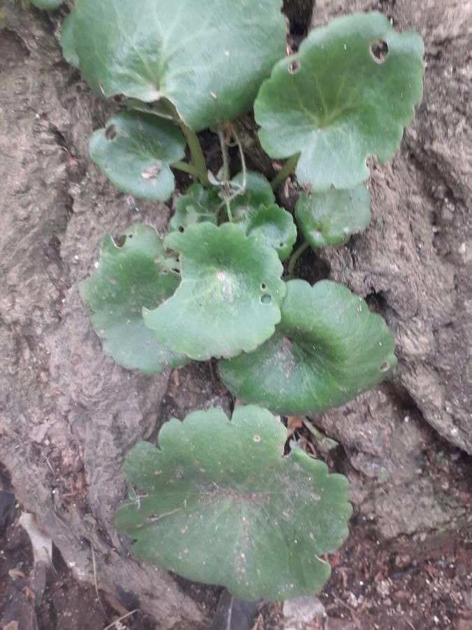 Cotyledon umbilicus — houseplant care guide