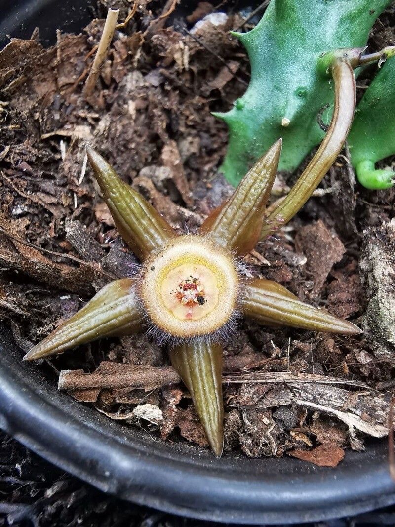 Orbea caudata flower