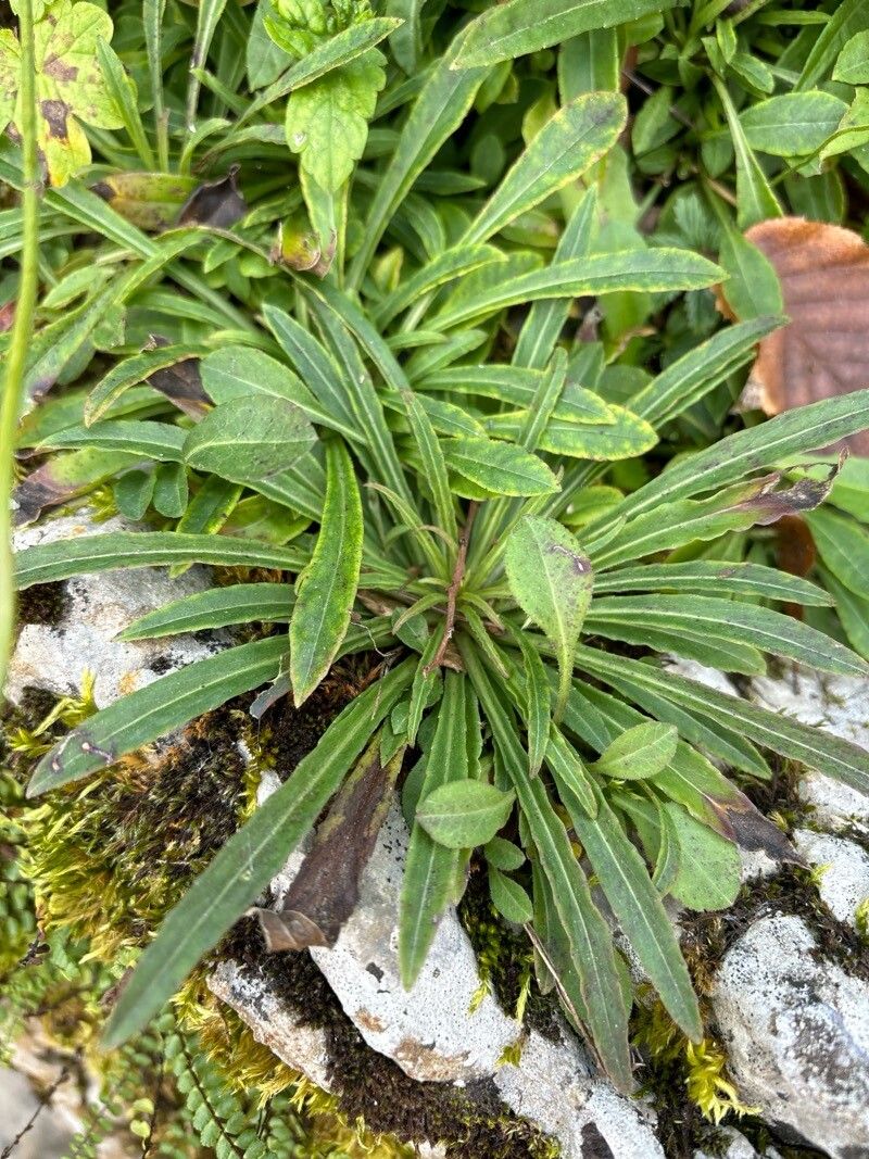 Scabiosa silenifolia — houseplant care guide