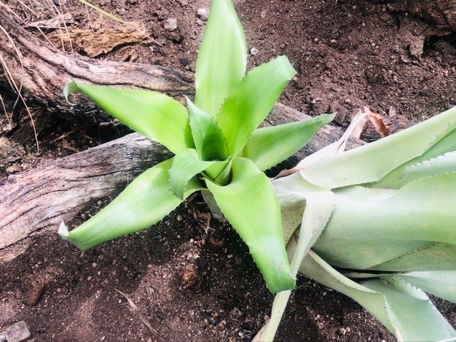 Aechmea bromeliifolia — search result for 'Aechmea'