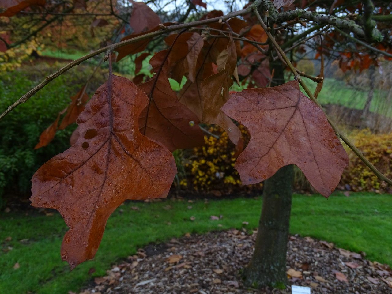 Quercus marilandica leaf
