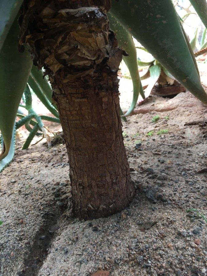 Aloe spicata bark