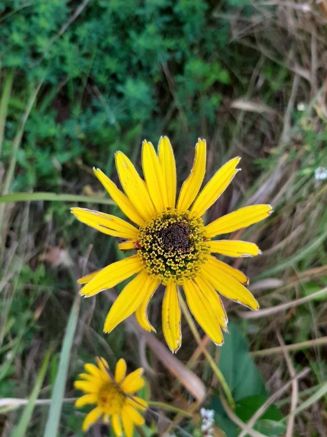 Helianthus heterophyllus — houseplant care guide