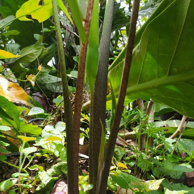 Xanthosoma wendlandii bark