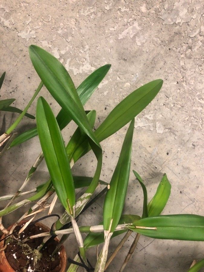 Epidendrum ciliare — search result for 'Epidendrum'