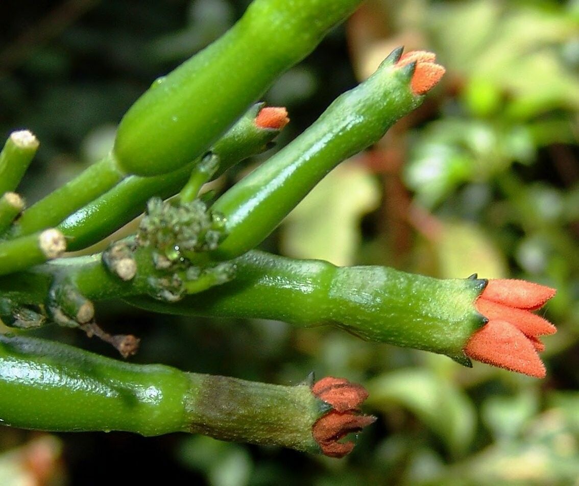 Psiguria triphylla flower
