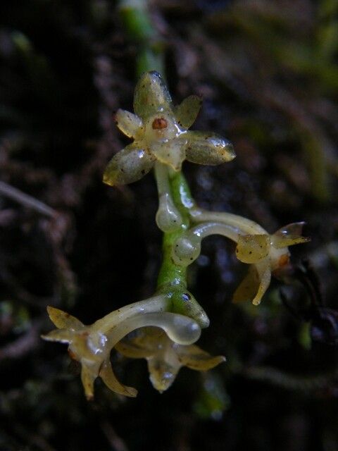 Diaphananthe letouzeyi — houseplant care guide