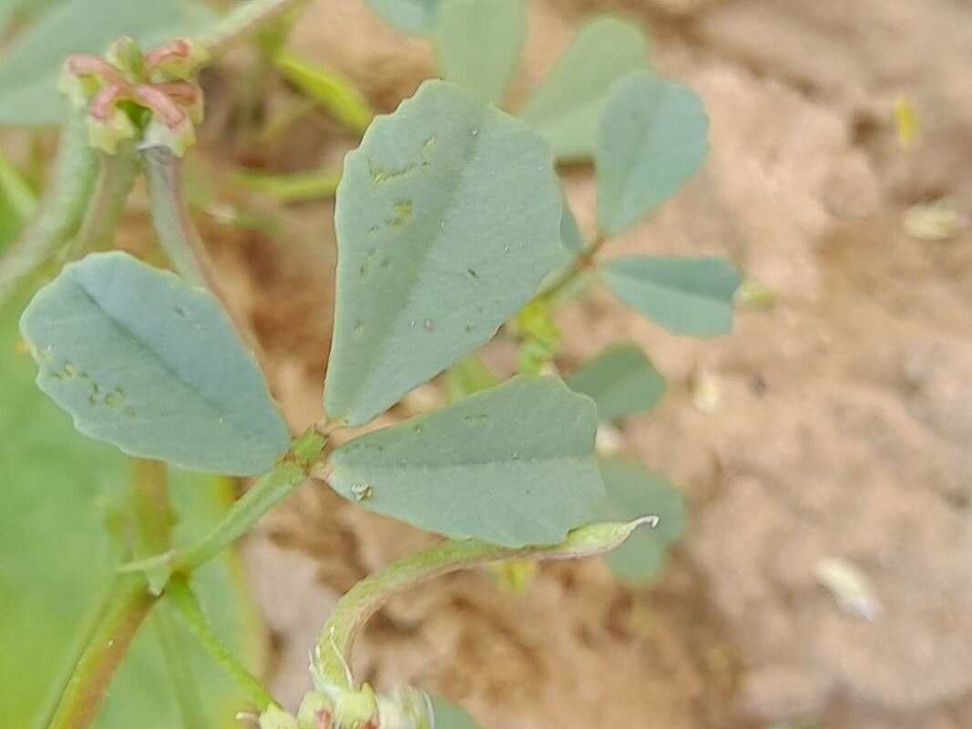 Trigonella glabra leaf