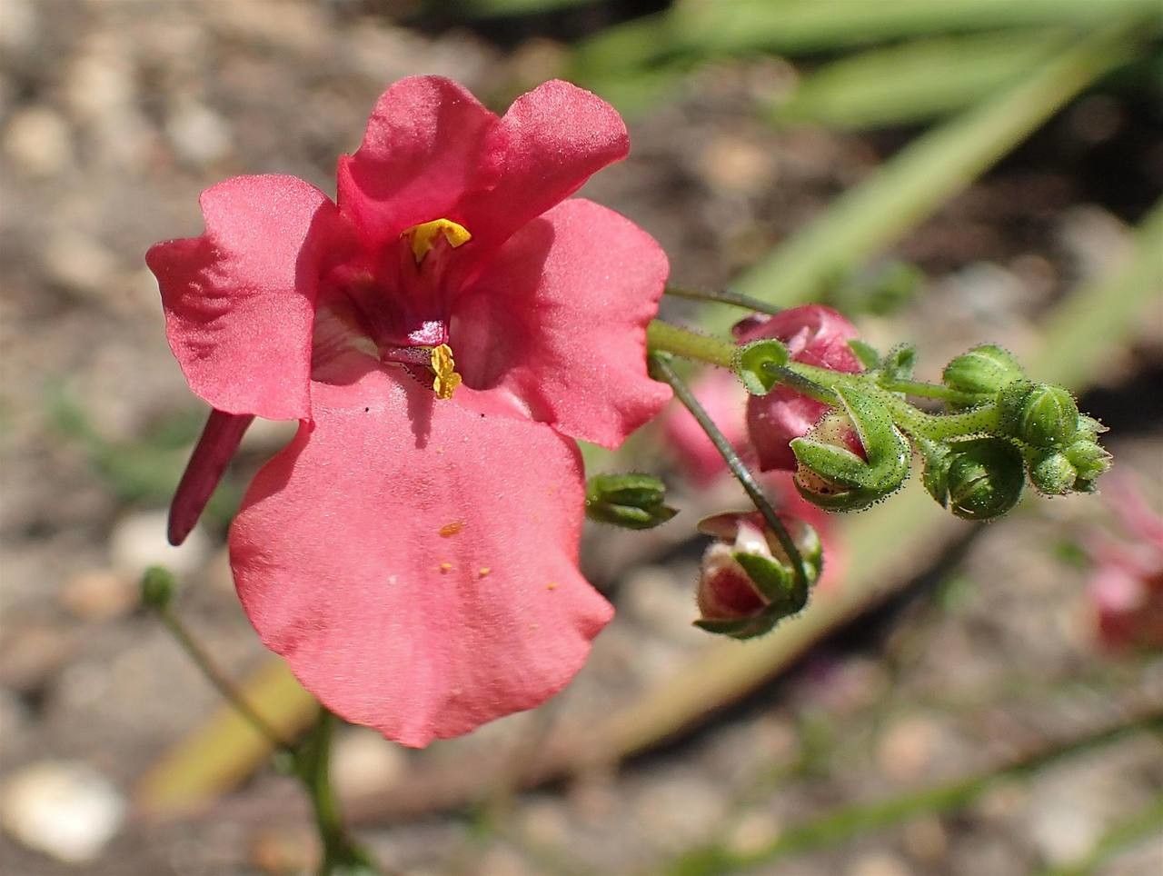 Diascia vigilis fruit