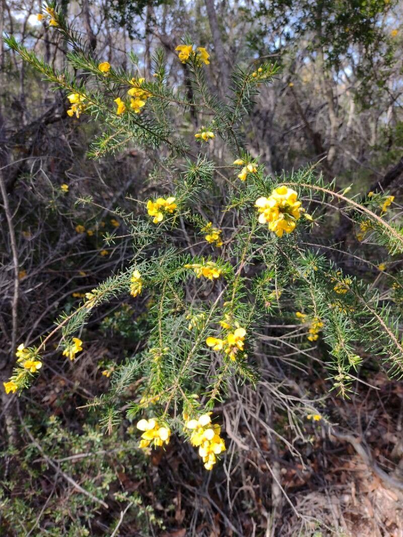 Dillwynia floribunda habit
