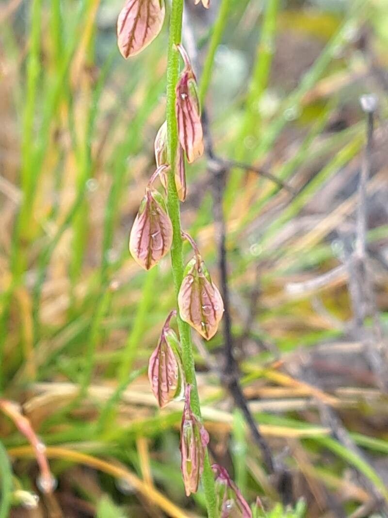 Polygala monspeliaca fruit