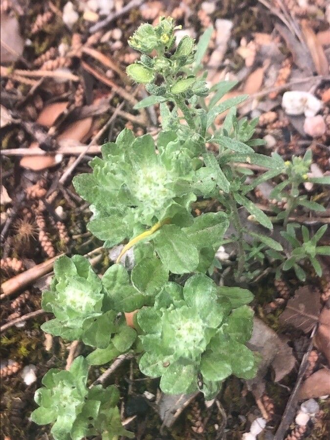 Filago pyramidata leaf