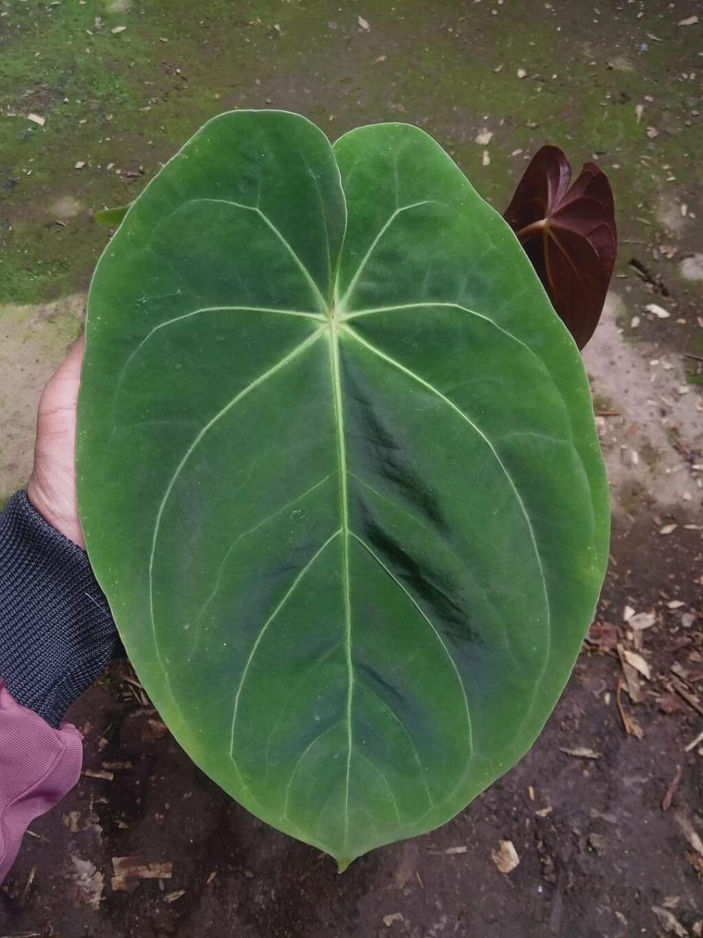 Anthurium dressleri — search result for 'Anthurium'
