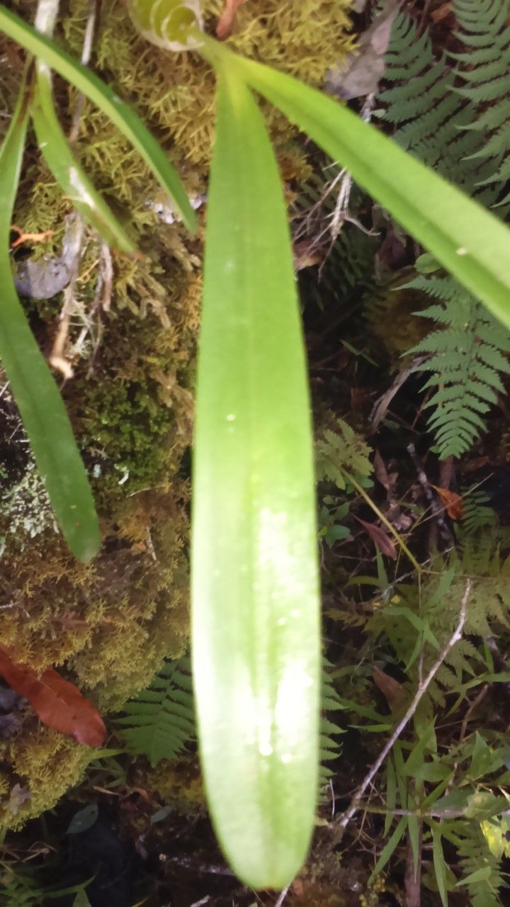 Bulbophyllum comorianum leaf