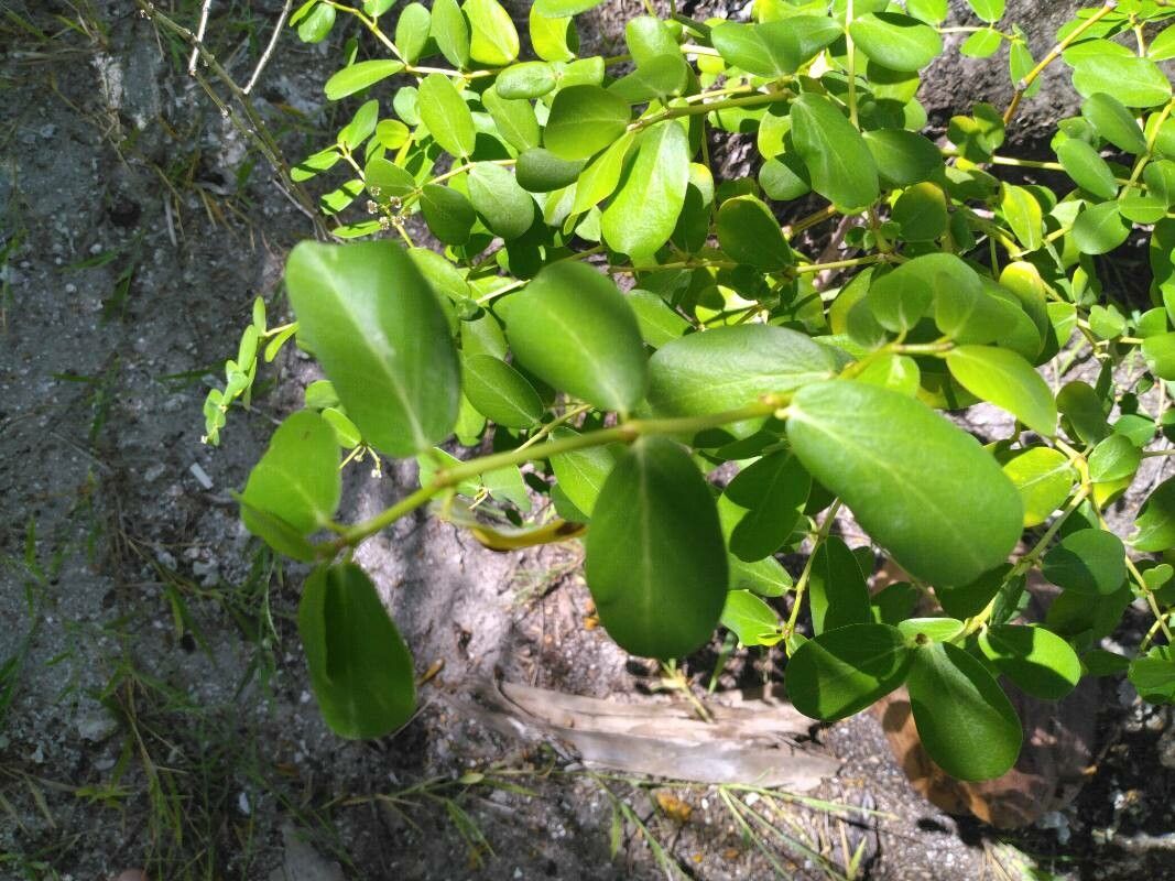 Euphorbia fosbergi — houseplant care guide