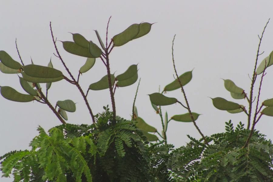 Caesalpinia pluviosa fruit