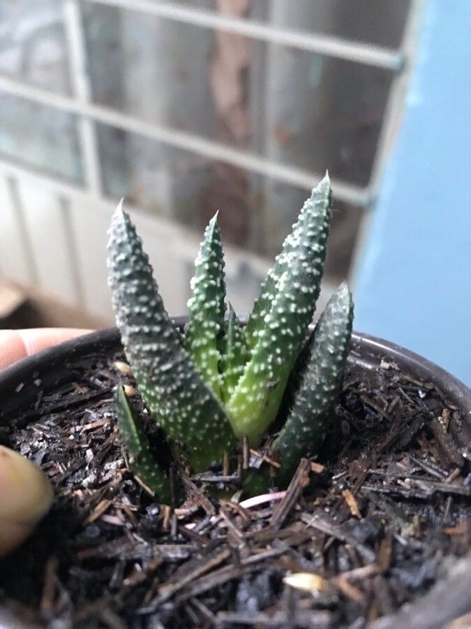 Haworthia pumila
