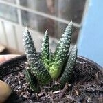 Haworthia pumila