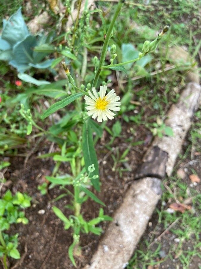 Pterocypsela indica flower