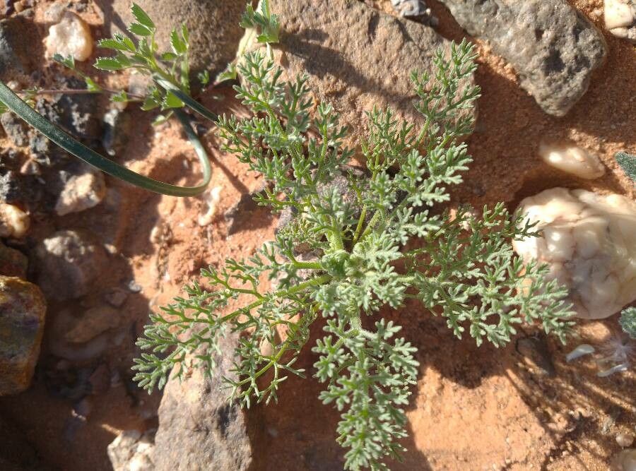 Ferula longipes — search result for 'Ferula'