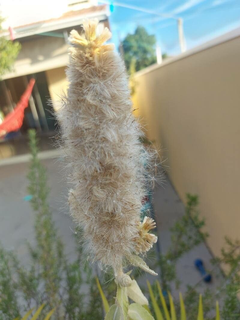 Pterocaulon lanatum fruit