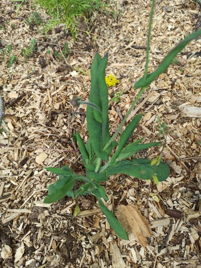 Emilia coccinea leaf
