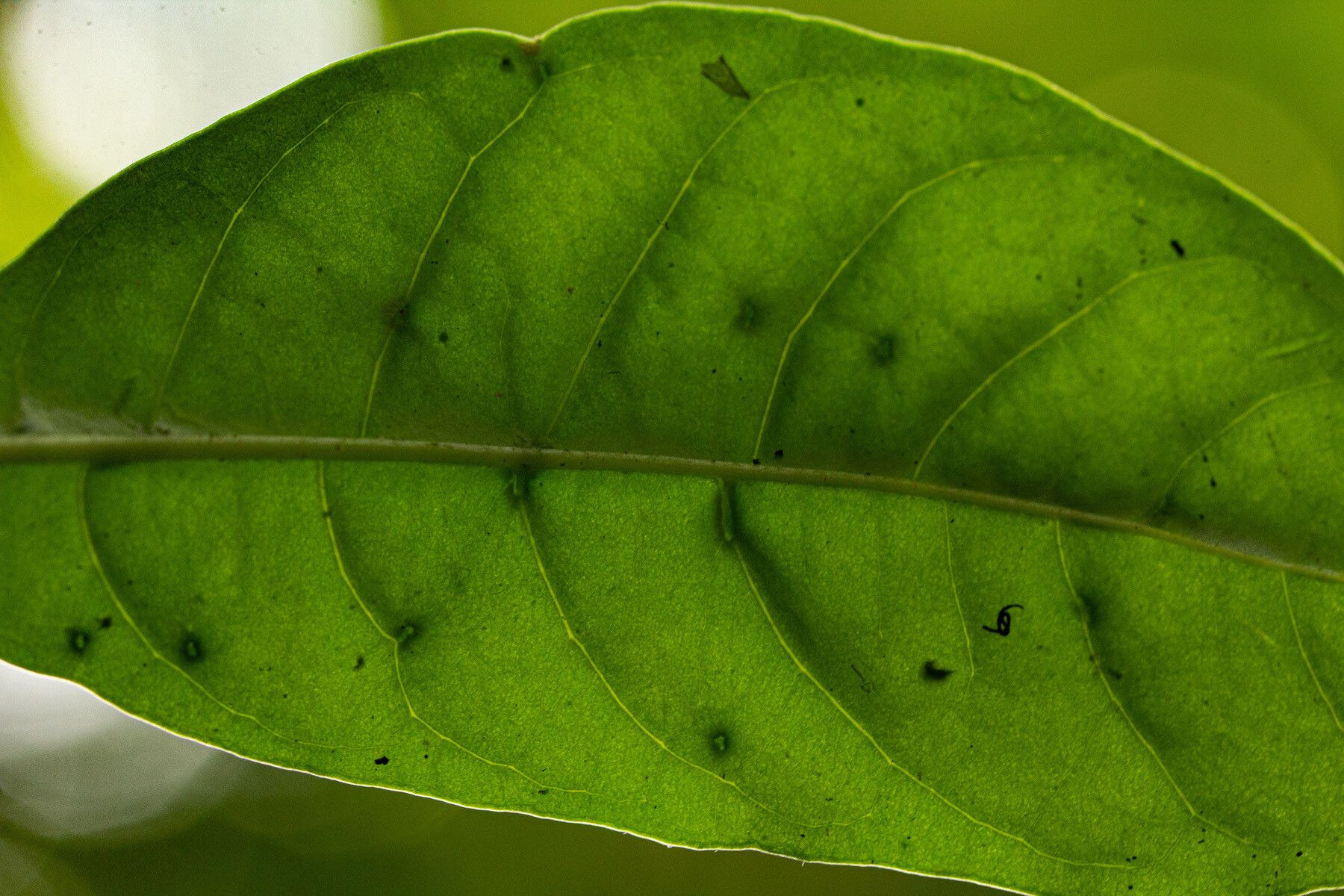 Pavetta bagshawei — related species from the same genus