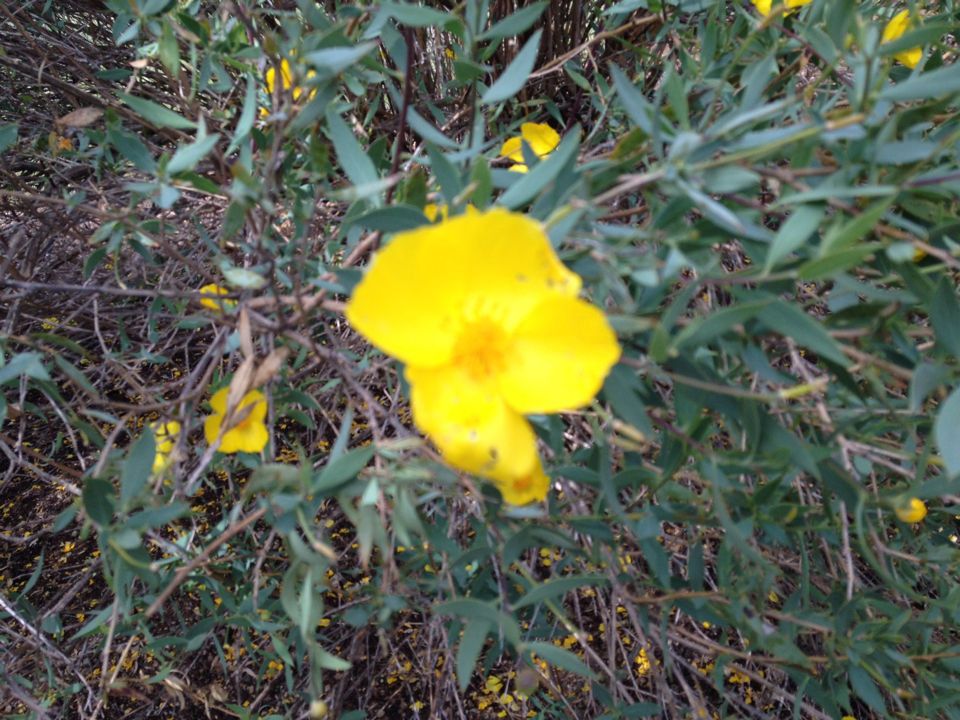 Dendromecon rigida habit