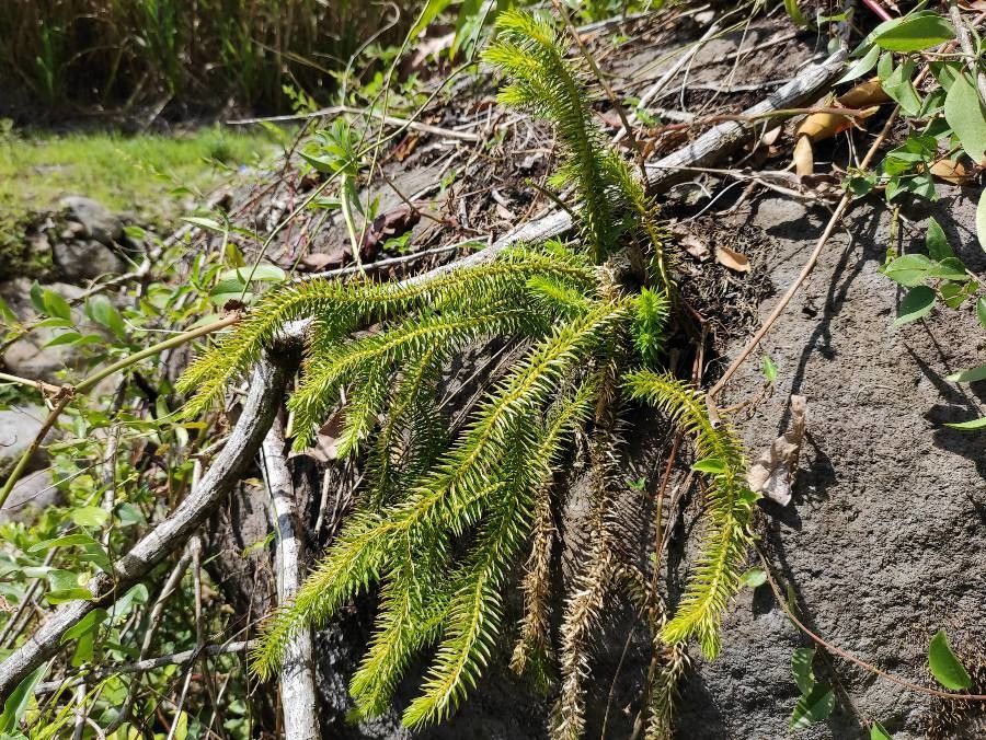 Phlegmariurus squarrosus habit