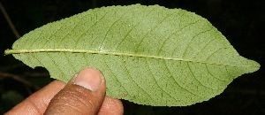 Casearia nitida habit