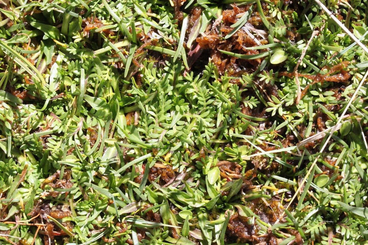 Cotula mexicana habit