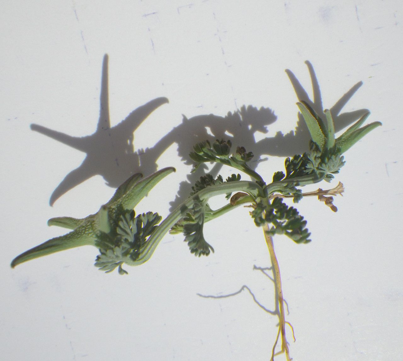 Nigella fumariifolia other