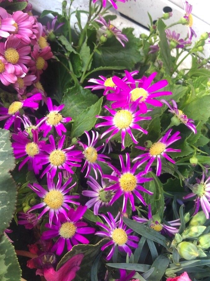 Pericallis echinata flower