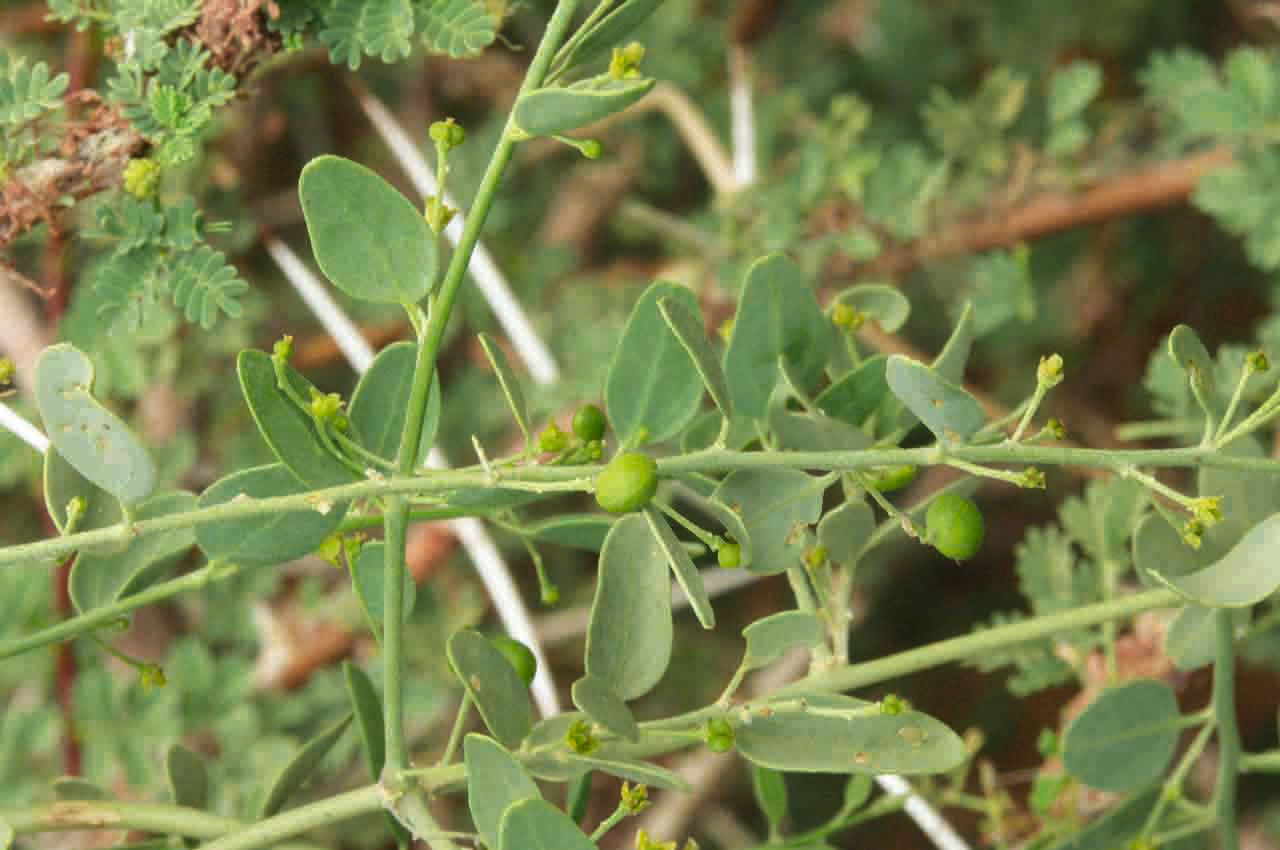 Cocculus pendulus — search result for 'Cocculus'