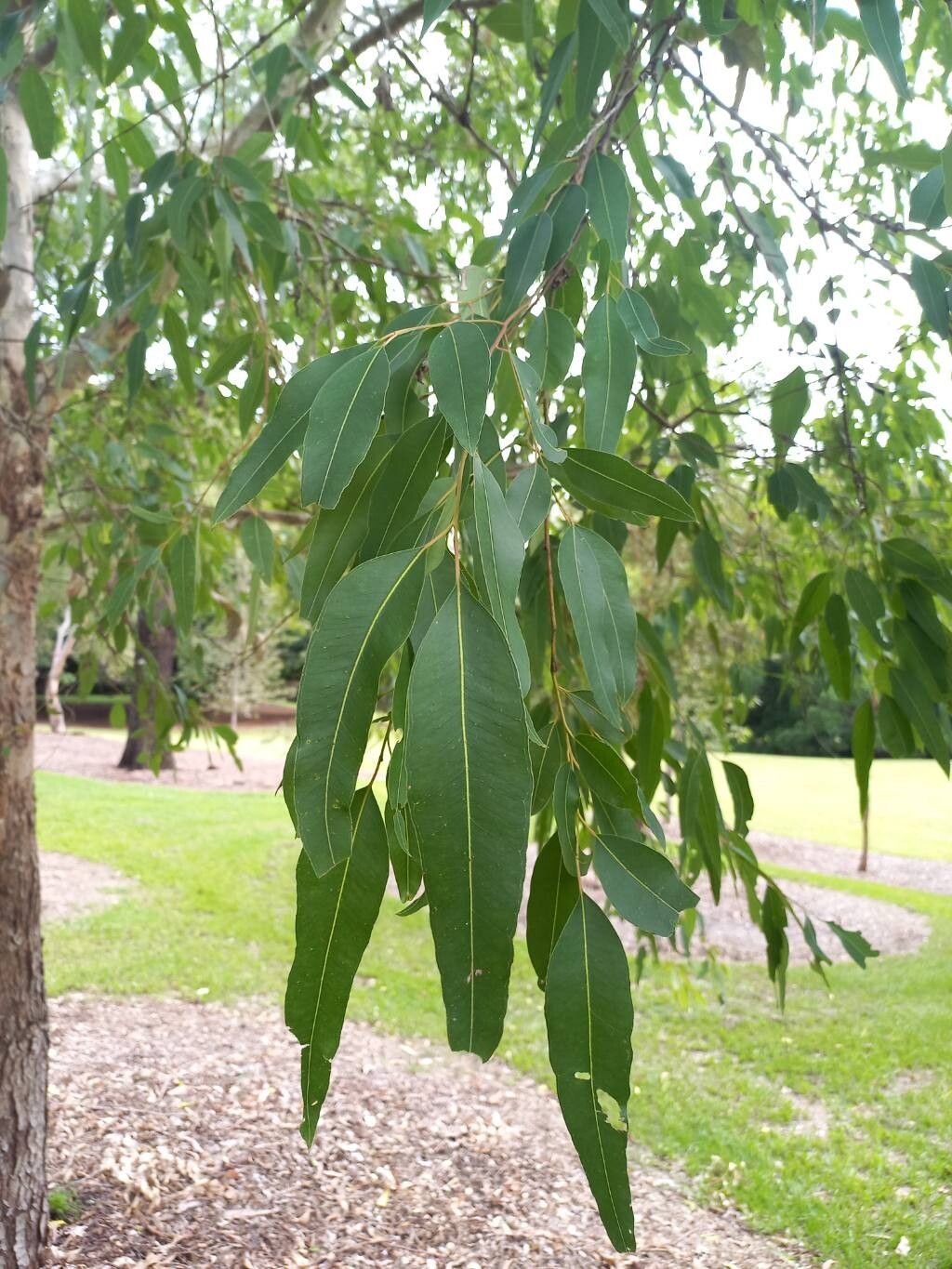 Eucalyptus raveretiana leaf