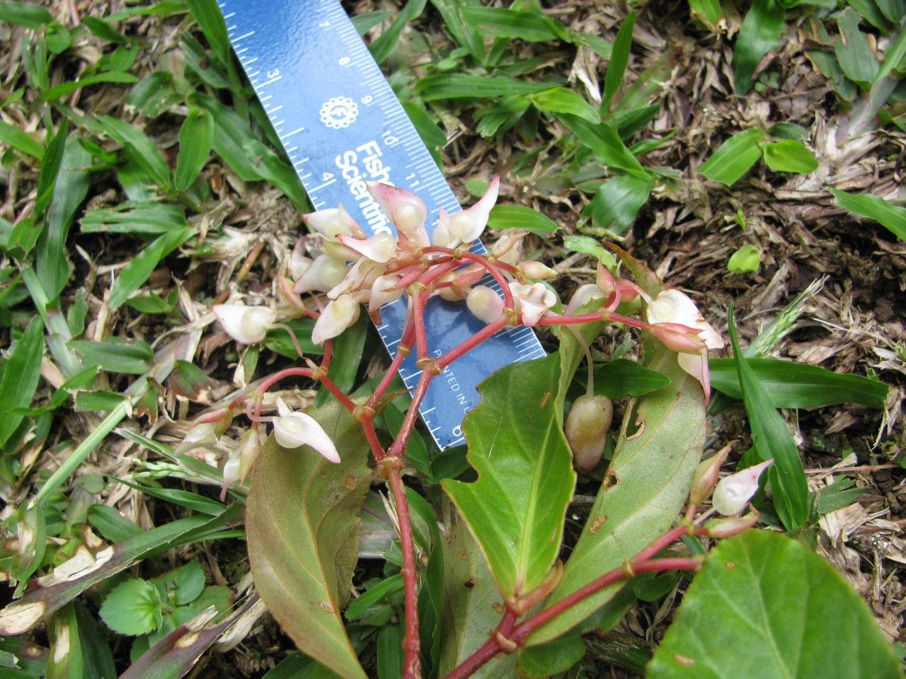 Begonia estrellensis habit