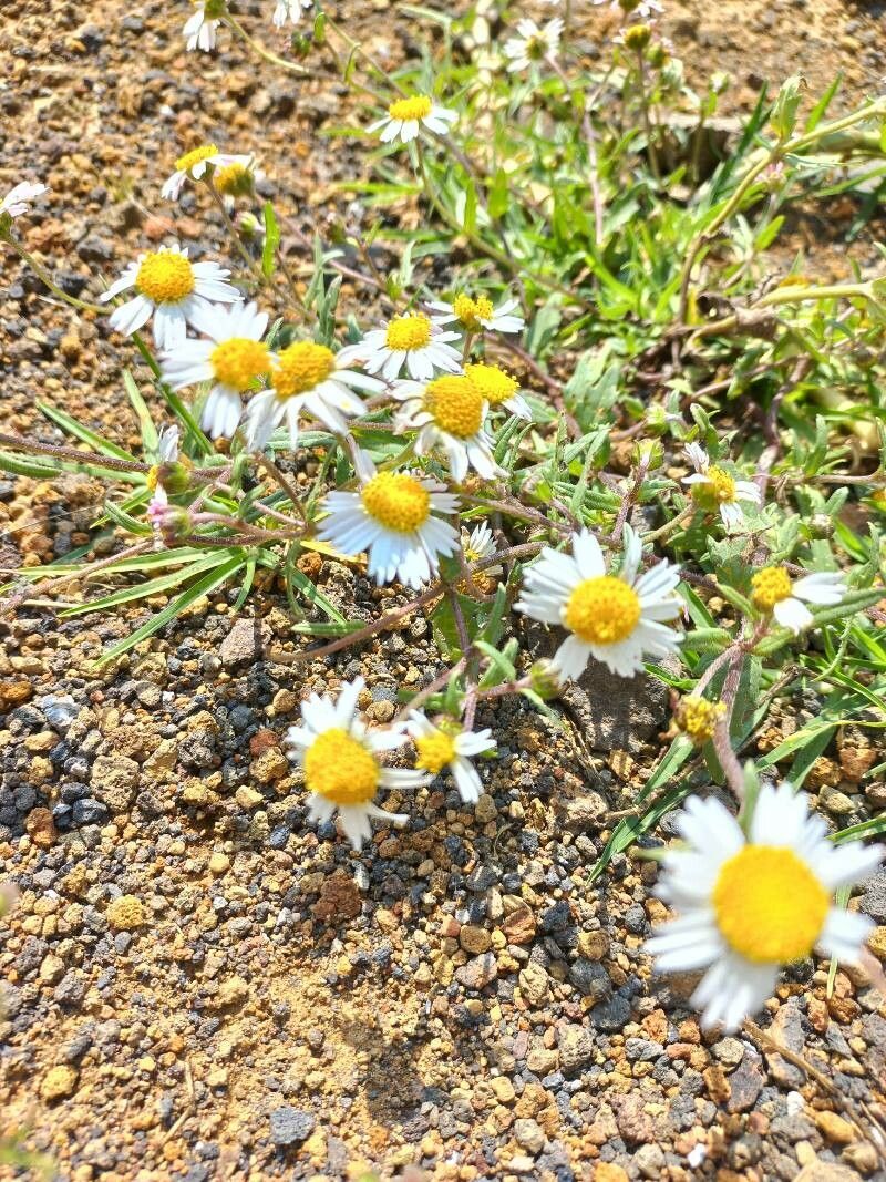 Erigeron pubescens other