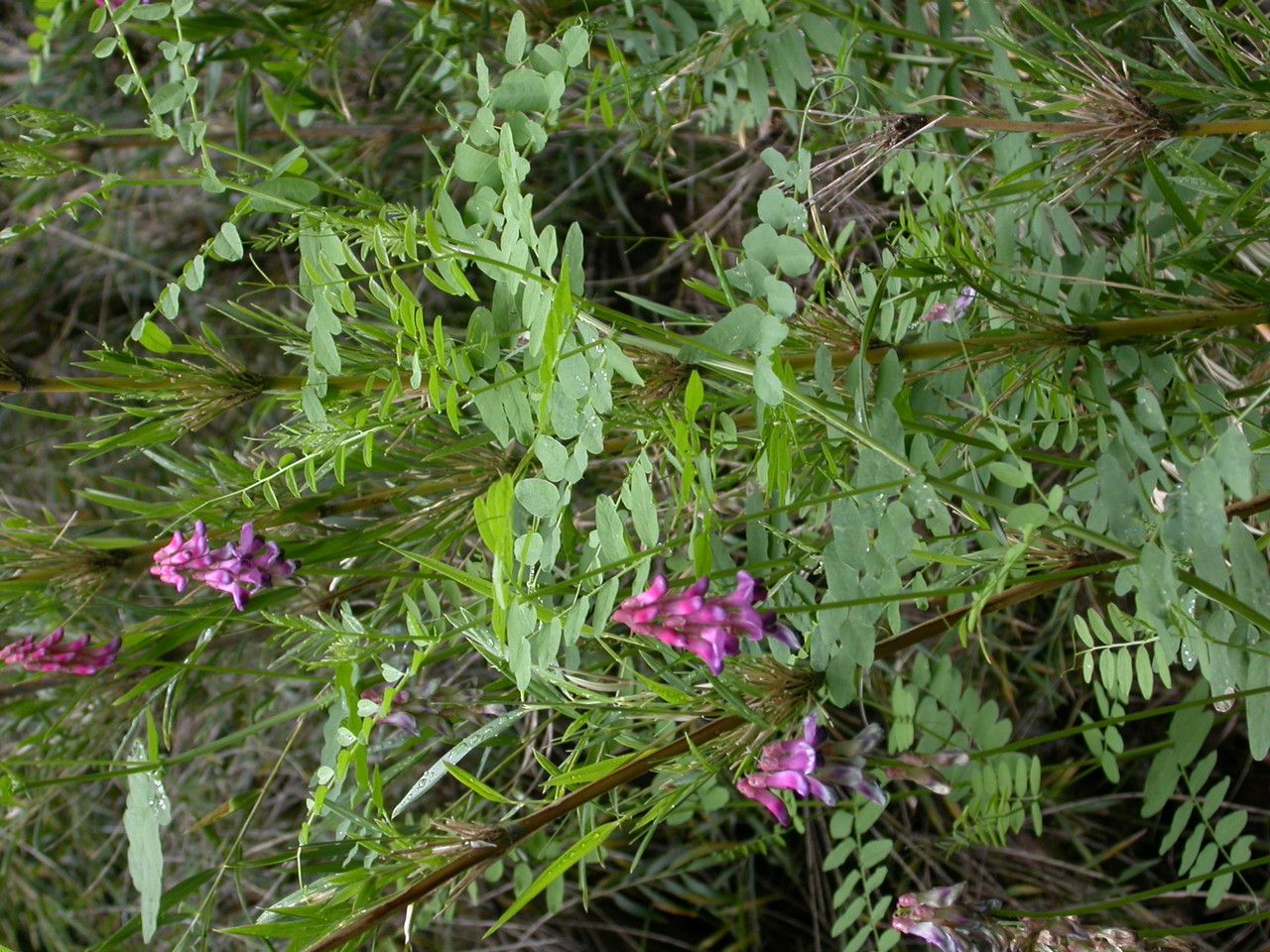 Vicia nigricans habit