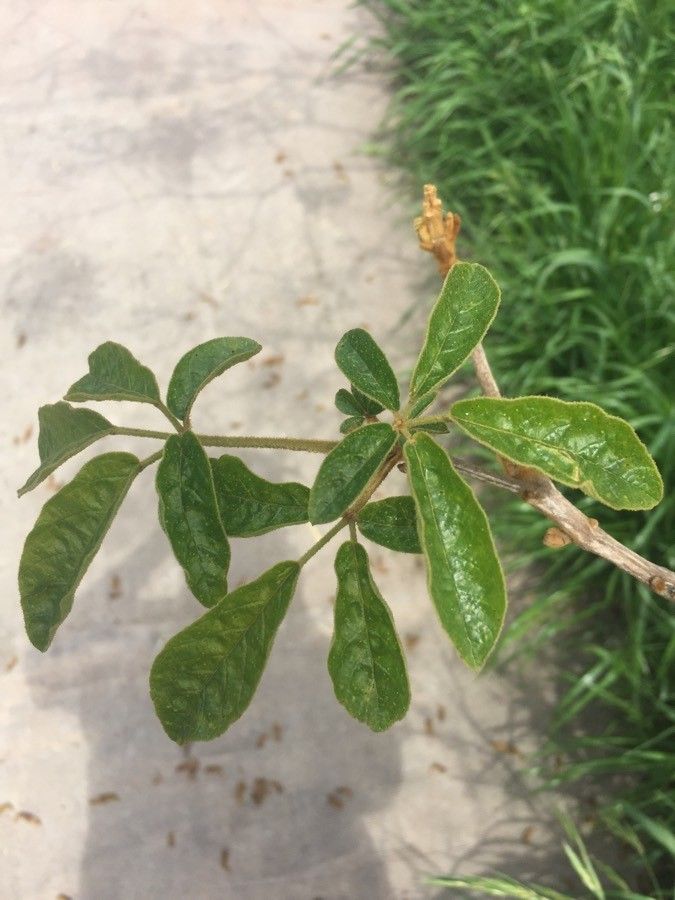 Handroanthus pulcherrimus — search result for 'Handroanthus'