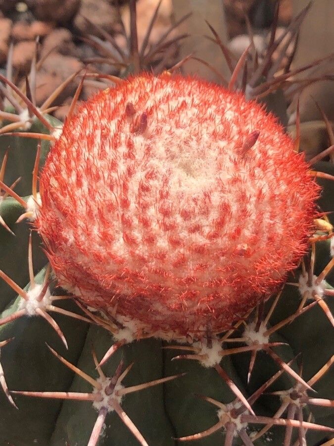 Melocactus violaceus flower