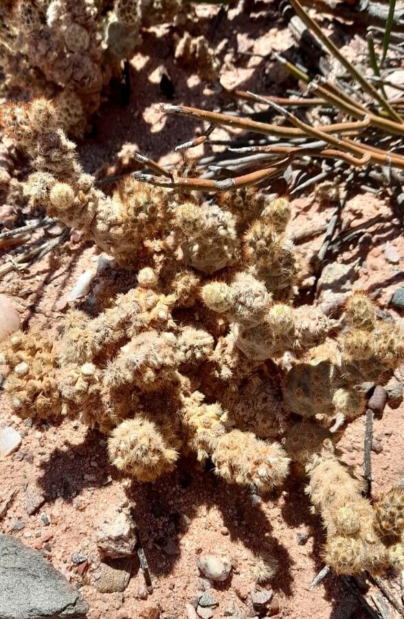 Tephrocactus molinensis habit