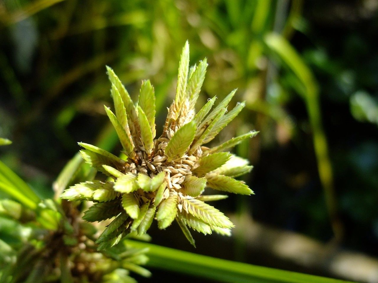 Cyperus textilis leaf
