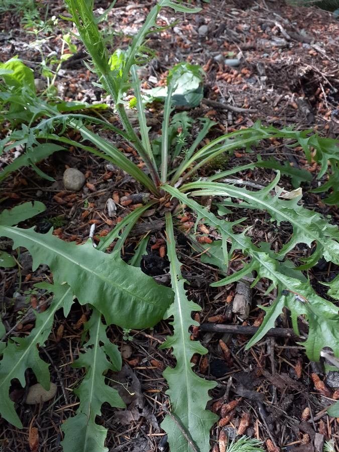 Rafinesquia californica leaf