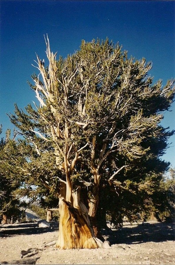 Pinus longaeva bark