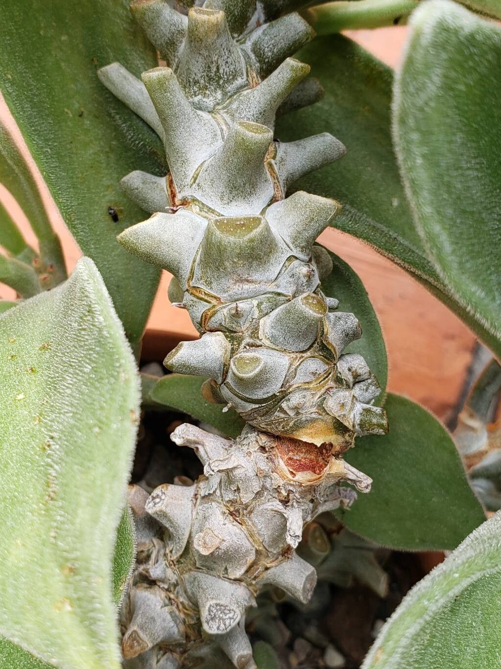 Tylecodon hirtifolius bark