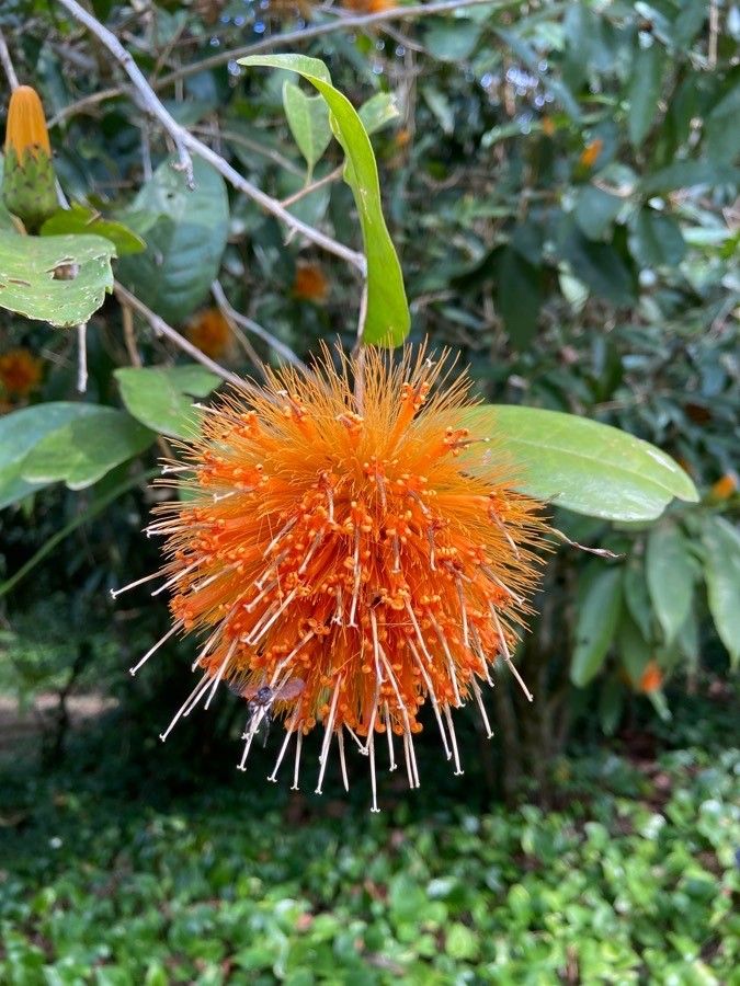 Stifftia chrysantha flower