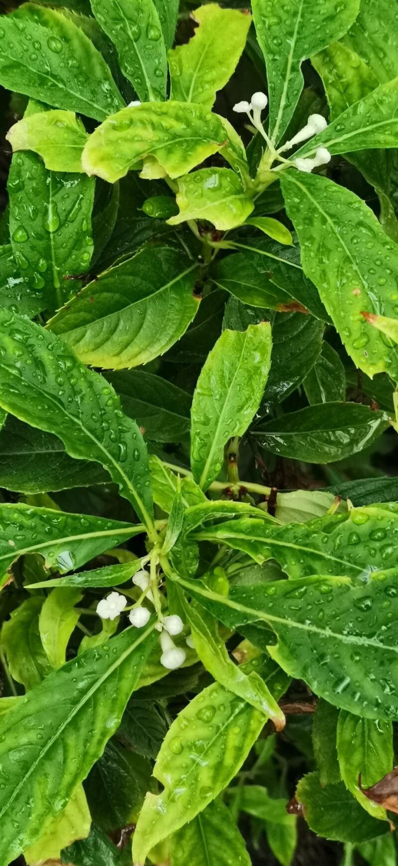 Hydrangea platyarguta — houseplant care guide