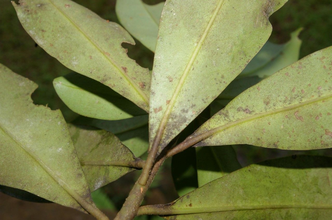 Varronia spinescens leaf