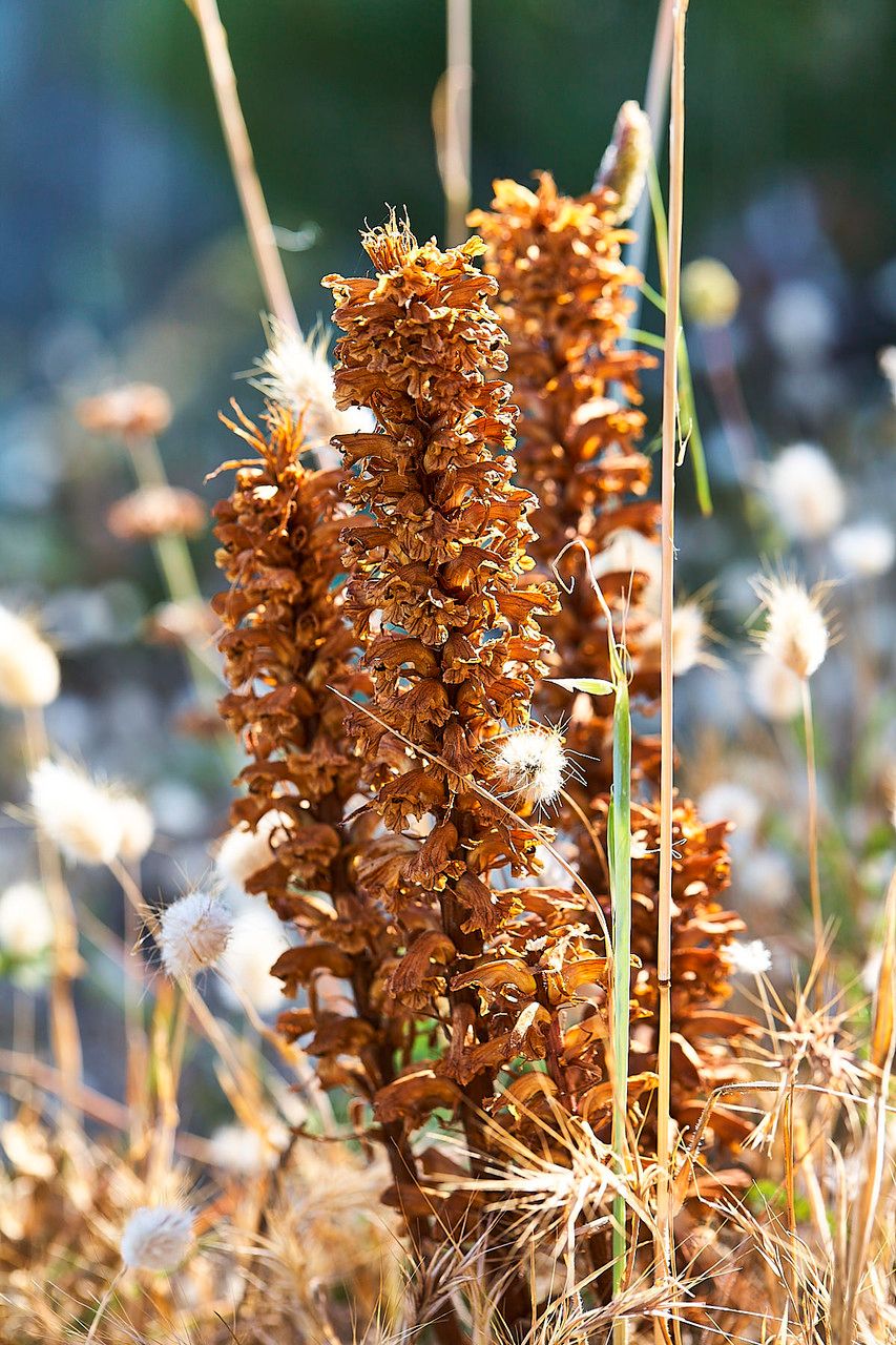 Conopholis alpina habit